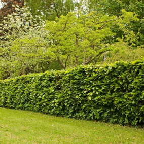 Hedges Direct Hornbeam 1.5m Height Native Hedge Plant