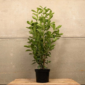 Hedges Direct Laurel 'Caucasica' 60cm Height Evergreen Hedge Plant