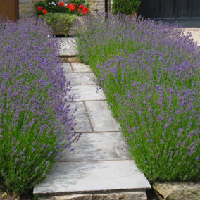 Hedges Direct Lavender Hidcote 10cm Garden Shrub Pack of 12
