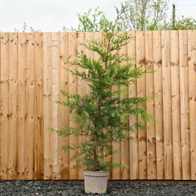 Hedges Direct Leylandii 1.5m Height Evergreen Hedge Plant
