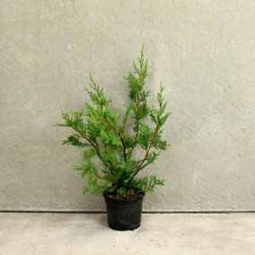 Hedges Direct Leylandii 40cm Height Evergreen Hedge Plant