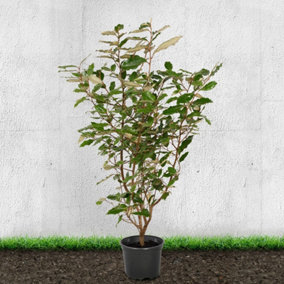 Hedges Direct Oleaster 1m Height Evergreen Hedge Plant
