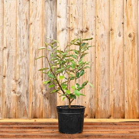 Hedges Direct Oleaster 30cm Height Evergreen Hedge Plant