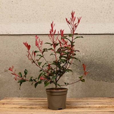 plant coffea arabica Arabica Coffee | Indoor Plant | Tropical Plant | Potted Plant