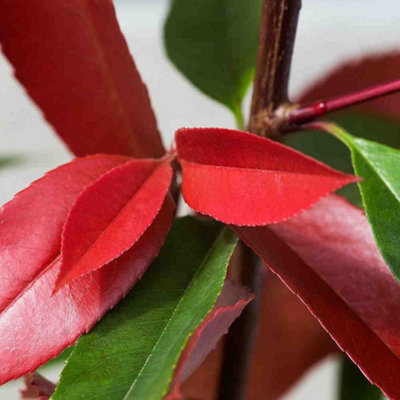 Hedges Direct Photinia Red Robin 1m Height Evergreen Hedge Plant