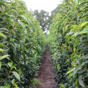 Hedges Direct Portuguese Laurel 1.25m Height Evergreen Hedge Plant