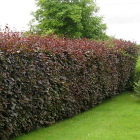 Hedges Direct Purple Beech 1m Height Native Hedge Plant