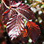 Hedges Direct Purple Beech 1m Height Native Hedge Plant