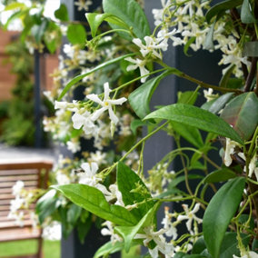 Hedges Direct Star Jasmine 1m Garden Shrub