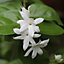 Hedges Direct Star Jasmine 1m Garden Shrub