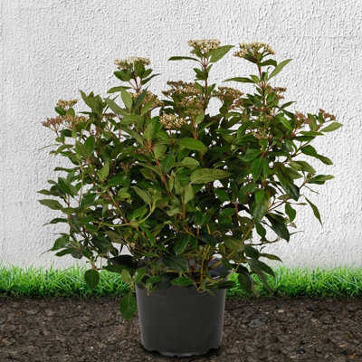 Hedges Direct Viburnum Tinus 'Eve Price' 30cm Height Evergreen Hedge