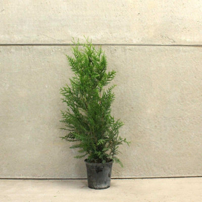 Hedges Direct Western Red Cedar 1m Height Evergreen Hedge Plant