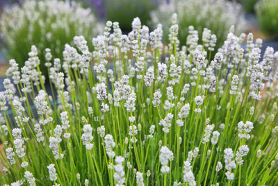 Hedges Direct White Lavender 10cm Garden Shrub Pack of 12