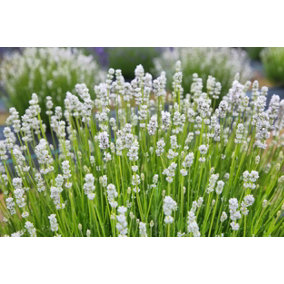 Hedges Direct White Lavender 10cm Garden Shrub Pack of 12