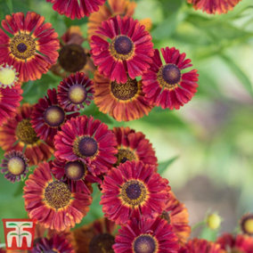 Helenium autumnale Red Shades 1 Litre Potted Plant x 1