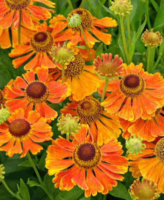 Helenium Indian Summer Mix - 5 Bare Roots