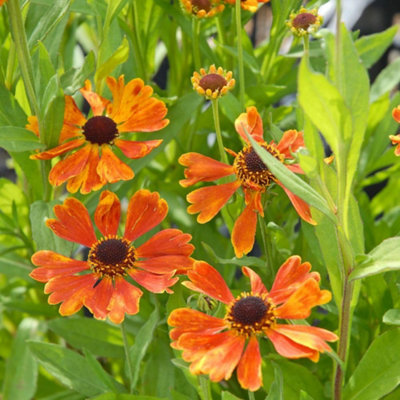 Helenium Moerheim Beauty Hardy Perennial Copper-Red Flowers Bee ...