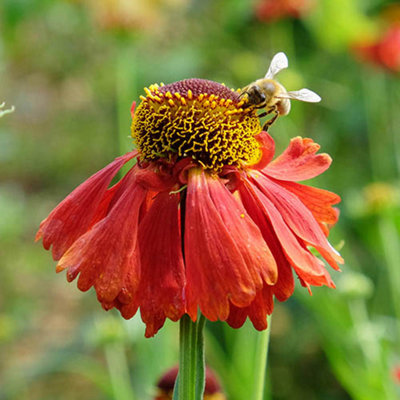 Helenium Moerheim Beauty in a 9cm Pot