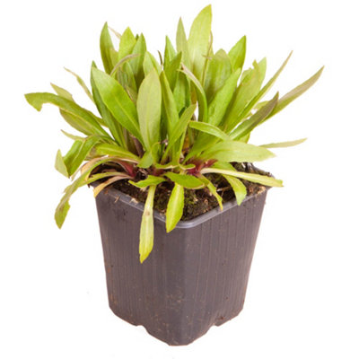 Helenium Moerheim Beauty in a 9cm Pot - 3