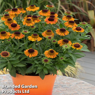 Helenium Short n Sassy 9cm Potted Plant x 1 | DIY at B&Q