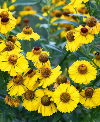 Helenium The Bishop - A vibrant bee and butterfly magnet - 3 x 9cm pots
