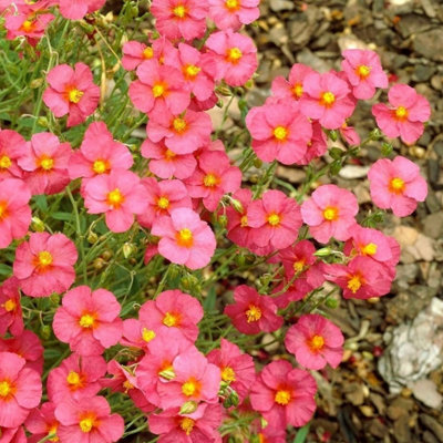Helianthemum Ben Hope Rock Rose 9cm Pot Alpine Perennial Plant