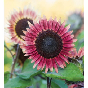 Helianthus annus Sunflower Ms Mars 1 Seed Packet (18 Seeds)