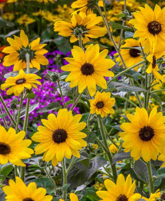 Buy Helianthus Sunfinity Eternal Summer - 3 Young Plants at B&Q