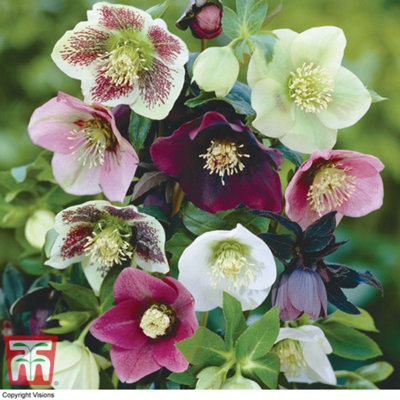 Hellebore Orientalis Mixed Winter Flowering - 3 Bare Root Plants