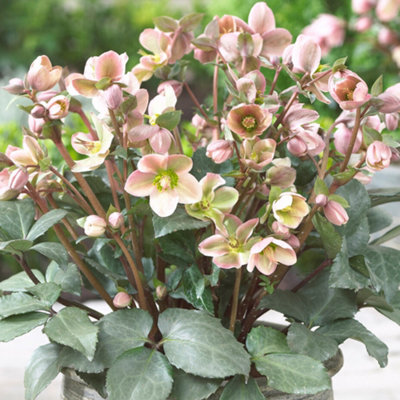 Acheter Plante Jardin Hellebores Angels Glow Pot 19cm Hauteur 50cm