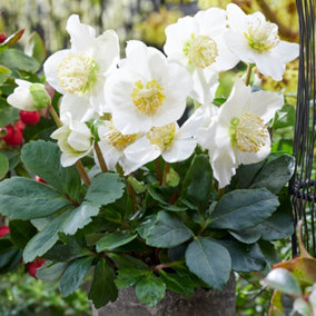 Helleborus Christmas Carol, Christmas Rose Hardy Plant for UK Gardens (10-20cm Height Including Pot)