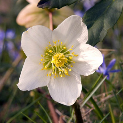 Helleborus Christmas Carol Hellebore Christmas Rose 3 Plants in 12cm Pots - 3