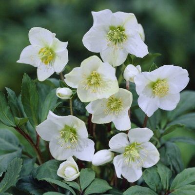 Helleborus Christmas Carol Hellebore Christmas Rose 3 Plants in 12cm Pots - 4