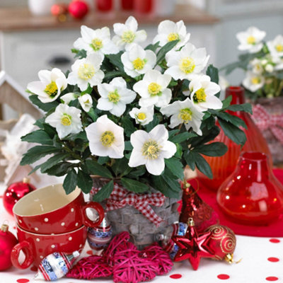 Helleborus Christmas Carol Hellebore Christmas Rose 3 Plants in 12cm Pots - 5