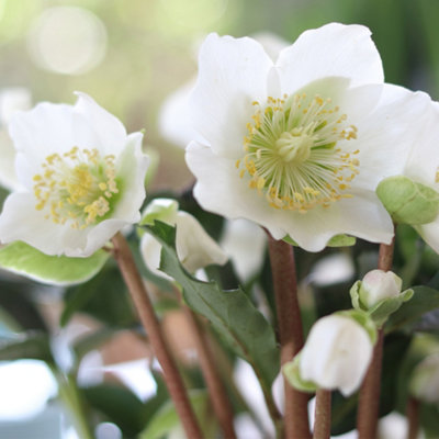 Helleborus Christmas Carol Hellebore Christmas Rose 3 Plants in 12cm Pots - 6