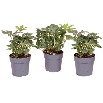 Helleborus Christmas Carol Hellebore Christmas Rose 3 Plants in 12cm Pots - 7
