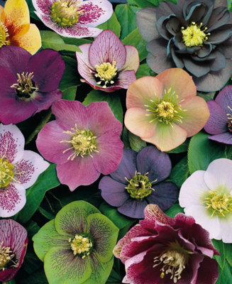 Helleborus Orientalis Mix - 3 plants in 9cm pots | DIY at B&Q