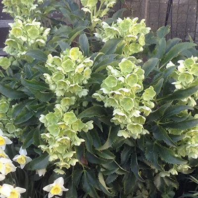 Helleborus Silver Lace in 9cm Pot - Christmas Rose Plant Ready to Plant - 3