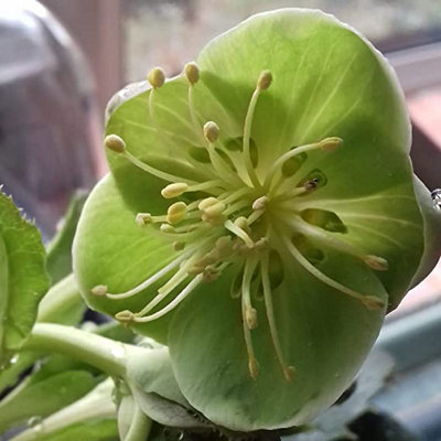 Helleborus Silver Lace in 9cm Pot - Christmas Rose Plant Ready to Plant - 4