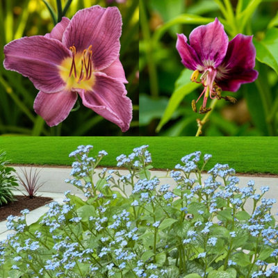 Hemerocallis prarie blue eyes, geranium samobor & brunnera jack frost 9 ...