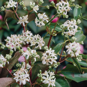 Heptacodium Miconioides 3.6 Litre Potted Plant x 1
