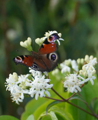 Heptacodium miconioides Tianshan - Seven-son Flower, Fragrant ...