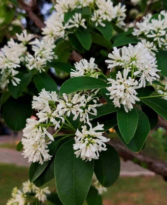 Heptacodium miconioides Tianshan - Seven-son Flower, Fragrant ...
