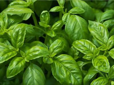 Herb Basil Bosham by Kings Seeds DIY at B Q