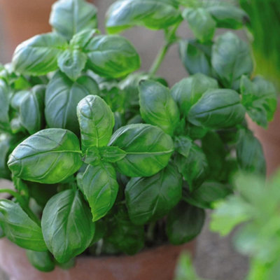 Herb Basil Sweet 1 Seed Packet (500 Seeds)