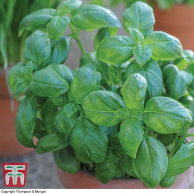 Herb Basil Sweet Green 1 Seed Packet (400 Seeds)