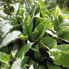 Herb Comfrey 1 Seed Packet (30 Seeds)