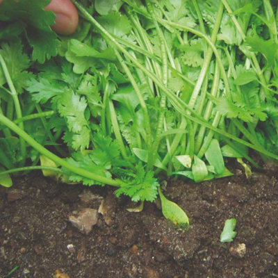 Herb Coriander Calypso 1 Seed Packet (150 Seeds)