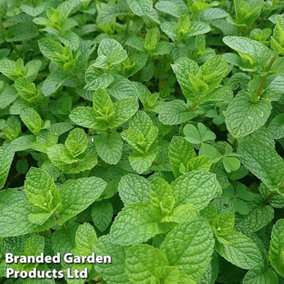 Herb Garden Mint 1 Litre Potted Plant x 1