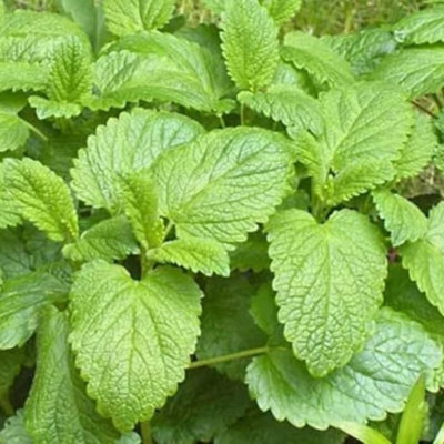 HERB Melissa OFFICINALIS - Lemon Balm  - 2500 Seeds